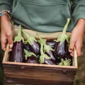 Brinjal