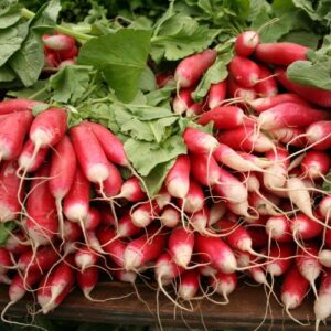 Red Radish