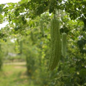 Ridge Gourd
